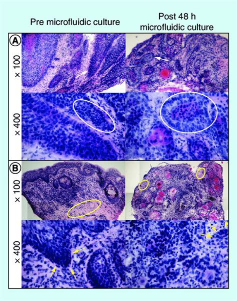 Hematoxylin And Eosin Stained 8 μm Tissue Sections Shown At 100× And