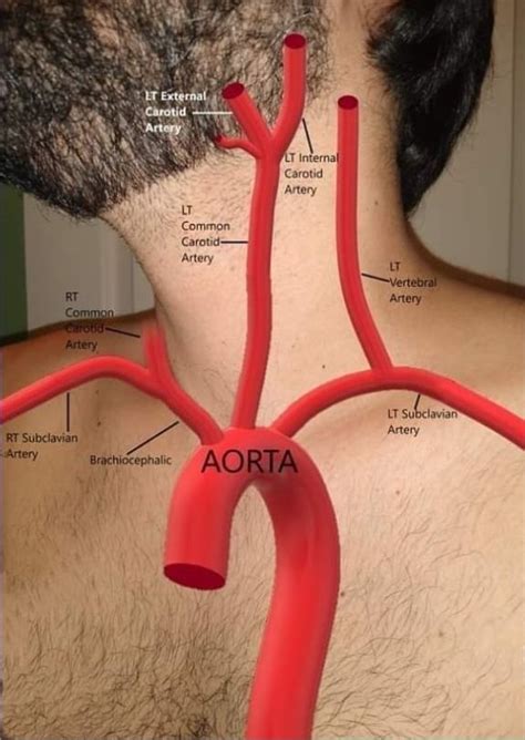 What Are The Branches Of The Aortic Arch Basic Anatomy And Physiology