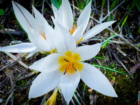 Крокус Иерусалимских гор - LookAtIsrael.com - Увидеть Израиль и не только