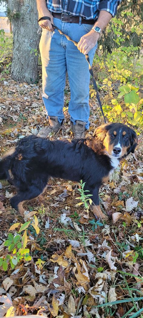 Dog for Adoption - BONNIE, a Bernese Mountain Dog in Muskingum County, OH | Alpha Paw