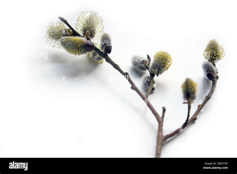 Pussy Willow Branches Background Close Up Willow Twigs With Catkins Spring Easter Pussy
