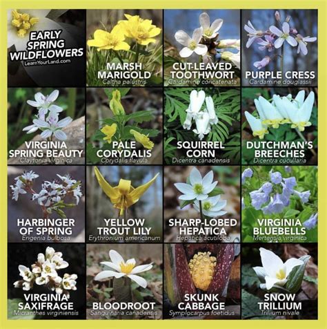 WILDFLOWER NAMES | Flower identification, Wild flowers, Floral botanical