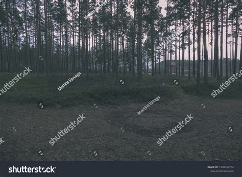 Naked Pine Tree Forest Before Winter Stock Photo 1398738704 Shutterstock