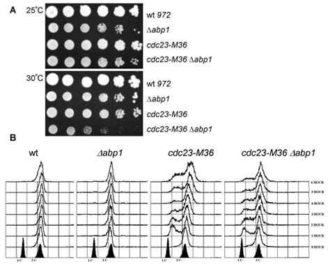 Genetic Interactions Between Cdc23 And Abp1 A The Double Mutant