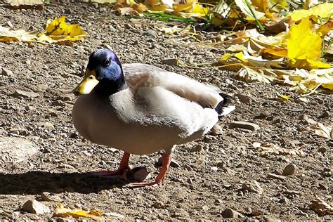 Aunt Tina S Yard The Naked Duck