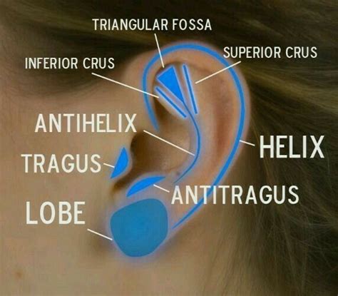 Tragus Ear Anatomy