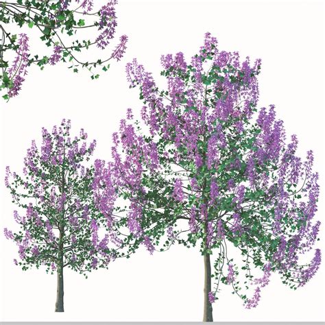 Set Of Paulownia Tomentosa Or Princess Tree 3D Model TurboSquid 1967889