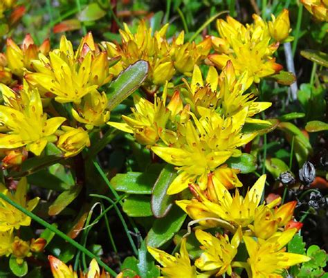 Sedum Gold Moss Stonecrop Sedum Acre Seeds