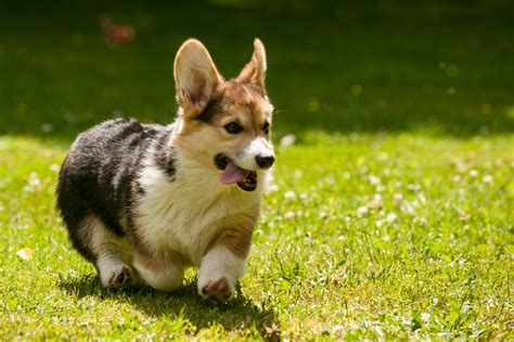 Corgi Gales De Pembroke 6