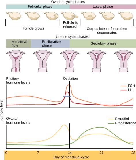 Difference Between Ovarian Cycle And Menstrual Cycle Compare The Difference Between Similar Terms