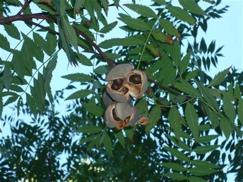 Ксантоцерас, чекалкин орех, желтый коготь: описание растения, его ...