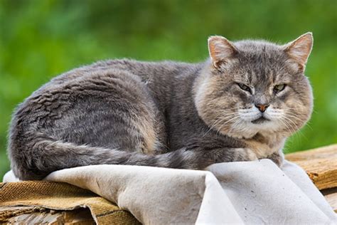 Wie Alt Werden Katzen