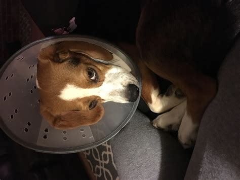 5 days after her spay, Tina is giving me the eye to get me to remove