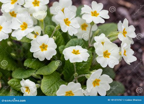 Perennial Primrose Or Primula In The Spring Garden Spring Primroses