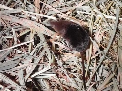ヒメトガリネズミ – トウキョウトガリネズミ（least shrew)
