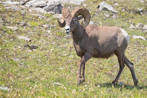 Retrato De Oveja De Cuerno Grande Ovis Canadensis En El Fondo De La