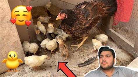 Chicks Bary Ho Gay Ha MashaALLAH Shehry Jutt YouTube