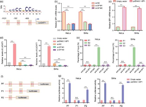 The Transcription Factor SP1 Was Involved In LUCAT1 Upregulation A