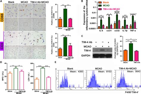 Changes In Inflammatory Cells And Cytokines In MCAO Mice Treated With