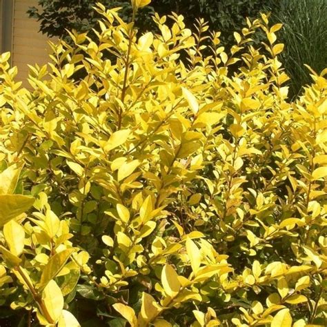 Бирючина Ауреа обыкновенная (изгородь) по цене 15.4 руб. - купить ...