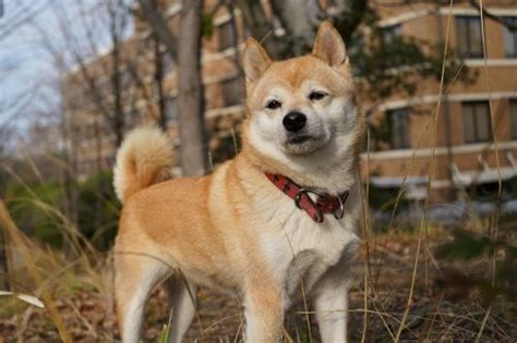 Ideal Diet for Shiba Inus - The Ultimate Shiba Inu Feeding Guide