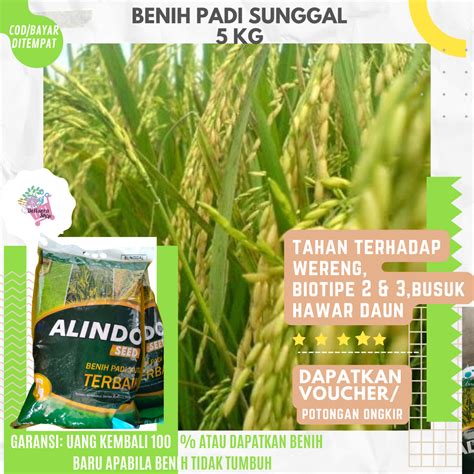 Benih Bibit Padi Unggul Sunggal Umur Pendek Kemasan 5kg Lazada Indonesia