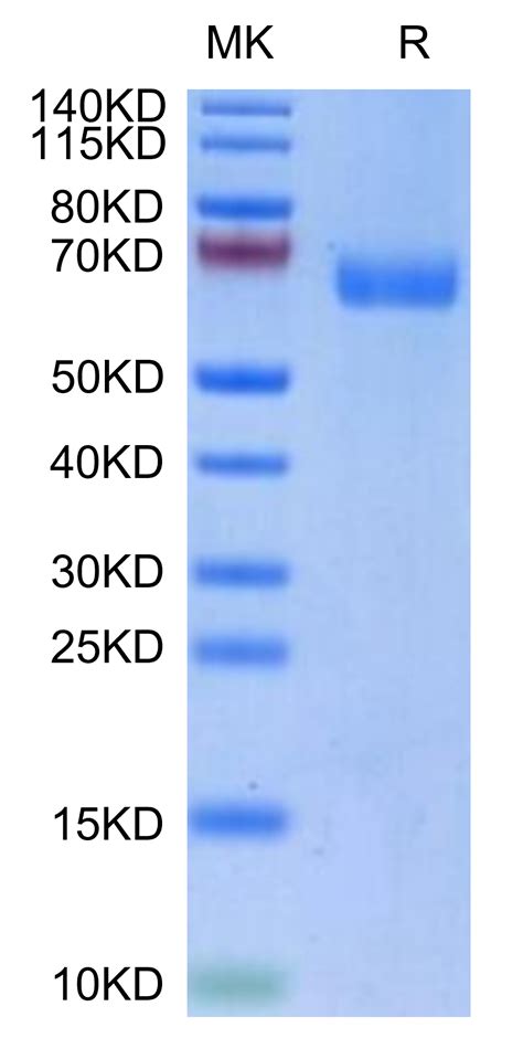 Biotinylated Human Lilra Cd G Protein Lil Hm A B Stratech