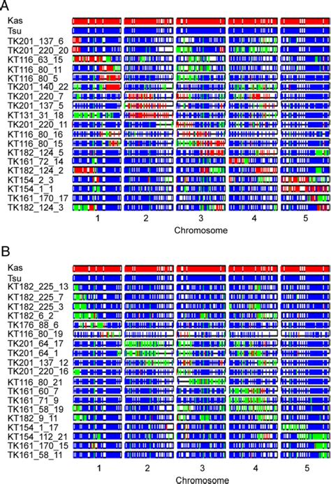 Graphical Genotypes Of NILs Representing A Homozygous And B