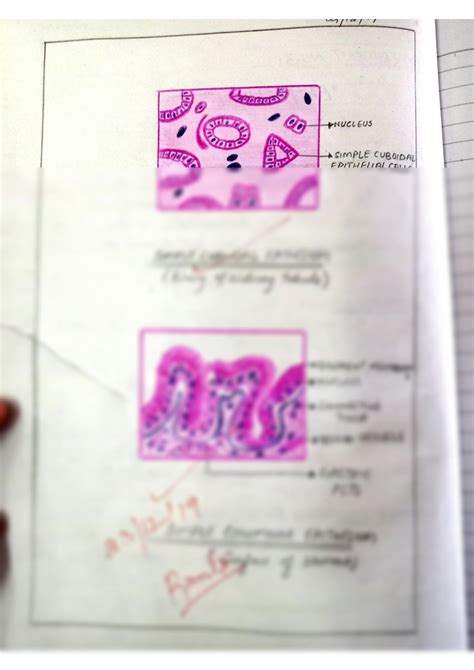 Solution Histology Epithelium Studypool