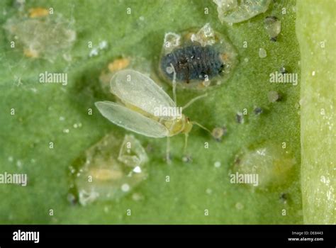 Cabbage Whitefly Aleyrodes Proletella Adult With Pupa Parasitized By