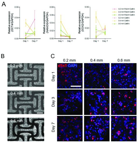 A Expression Of Pluripotent Genes Oct Nanog And Sox From