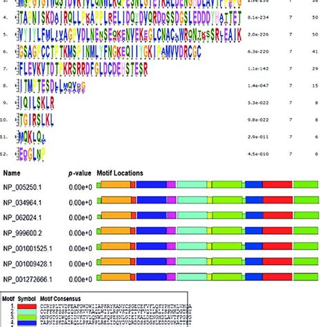 The Significant Motifs Of Growth Differentiation Factor 8 GDF8