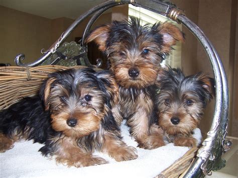 Yorkshire Terrier Puppies For Sale Fairhope Al 296501