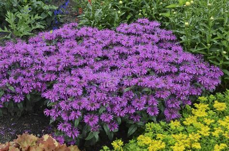 Многолетник монарда (69 фото) » НА ДАЧЕ ФОТО