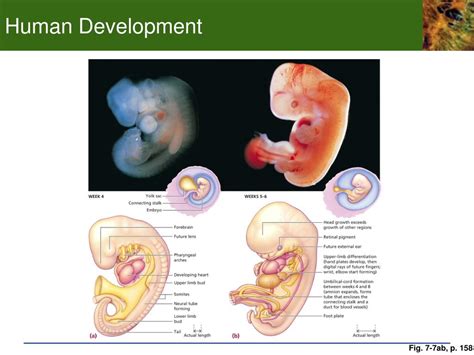 Ppt Chp Development And Sex Determination The Human Reproductive System Powerpoint