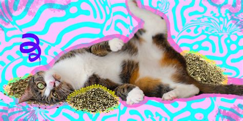 The Best Catnip Toys To Totally Mesmerize Your Cat - DodoWell - The Dodo