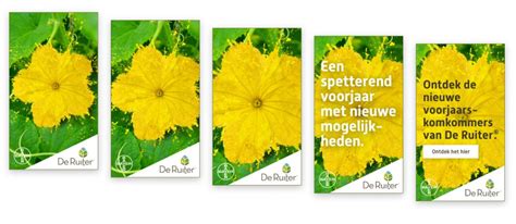 De Ruiter Seeds Campagne Lemm En Ten Haaf B B