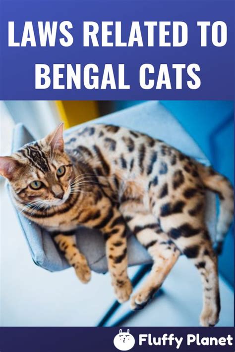 Bengal Cat Size Chart