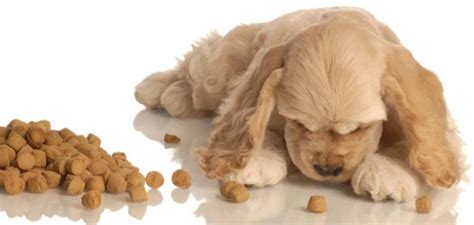 Гастрит у собак: профилактика и лечение, симптомы, препараты