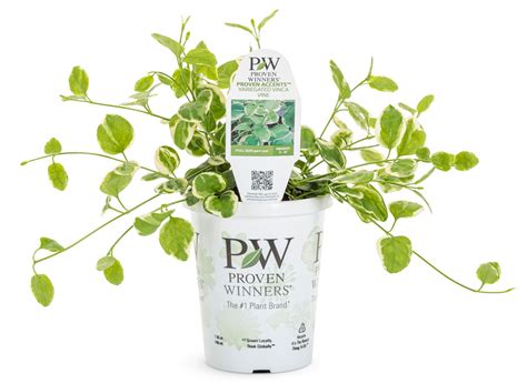 Proven Accents® Variegated Vinca Vine | Plant Addicts