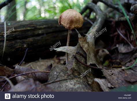 Mushroom Stipe Stock Photos And Mushroom Stipe Stock Images Alamy