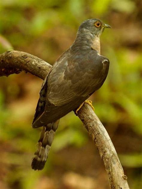 Common Hawk Cuckoo Birds Of India Bird World