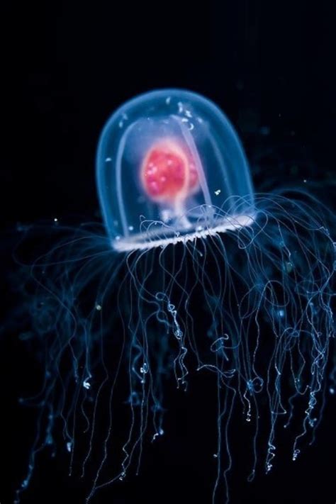 Jelly heart | Amazing jellyfish, Sea creatures, Jellyfish