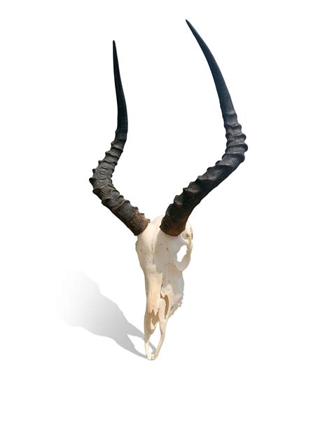 Impala Antelope Horns - 28+ Koleksi Gambar