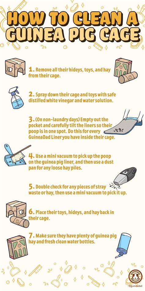 How To Clean A Guinea Pig Cage Artofit