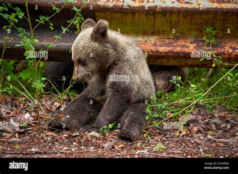Brown Bear Cub By The Roadside Stock Photo Alamy
