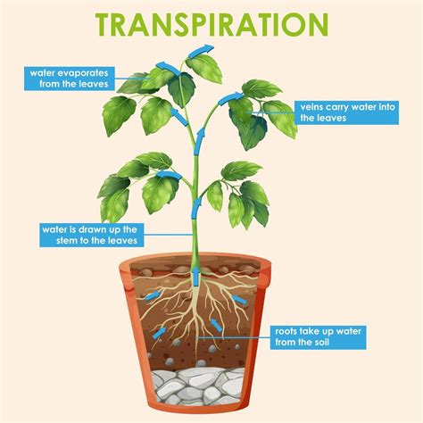 Transpiração O Que É - diagrama mostrando a transpiração da planta 1235160 Vetor no Vecteezy