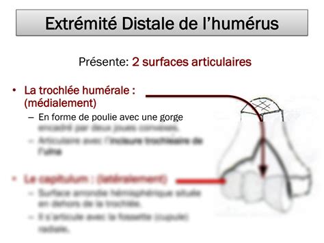 Solution Articulation Du Coude Arthrologie Anatomie Humaine Studypool