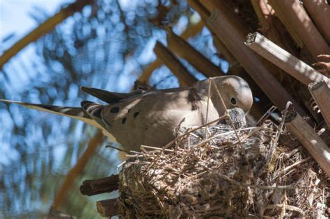 Mourning Dove Nesting Stock Photos, Pictures & Royalty-Free Images - iStock