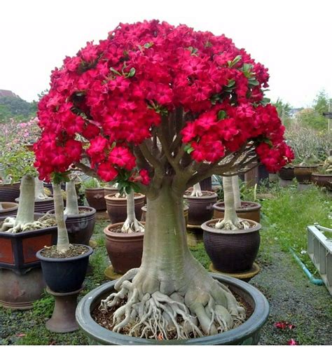 Rosa Do Deserto Tipos - Lista de Tipos de Rosas do Deserto: Espécies com Nome e Fotos – Mundo ...